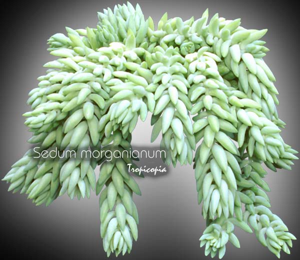 Suspendue - Sedum morganianum - Queue d'âne - Burro-tail